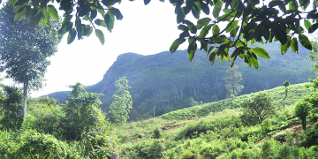 අරුනැල්ලේ බඹරැල්ලේ සිරි