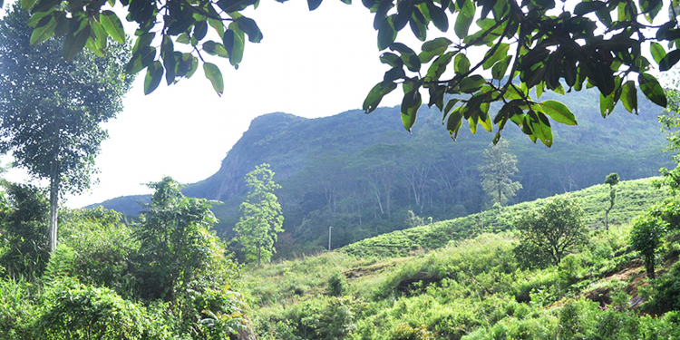 අරුනැල්ලේ බඹරැල්ලේ සිරි