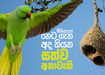 මිනිසාගේ හෙට ගැන අද කියන සත්ව අනාවැකි