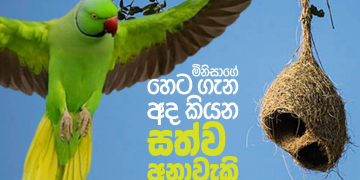 මිනිසාගේ හෙට ගැන අද කියන සත්ව අනාවැකි