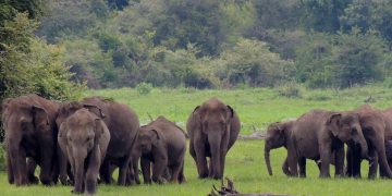 විල්ලු අලි රජ කරන වස්ගොමුව