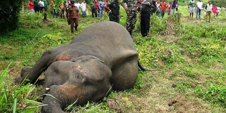 අලි මැරිල්ලෙන් ලංකාවෙන් වාර්තාවක්: වෙනදා 272යි: මෙදා 407යි