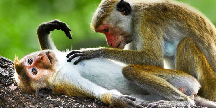 මහනුවර උඩවත්ත කැලේ වඳුරන් හදිසියේම මැරී වැටෙයි: වහාම පී.සී.ආර්. කරයි