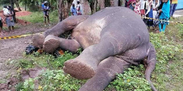 ගමට පැන්න අලියට පොලිසිය මැරෙන්නම වෙඩි තියලා