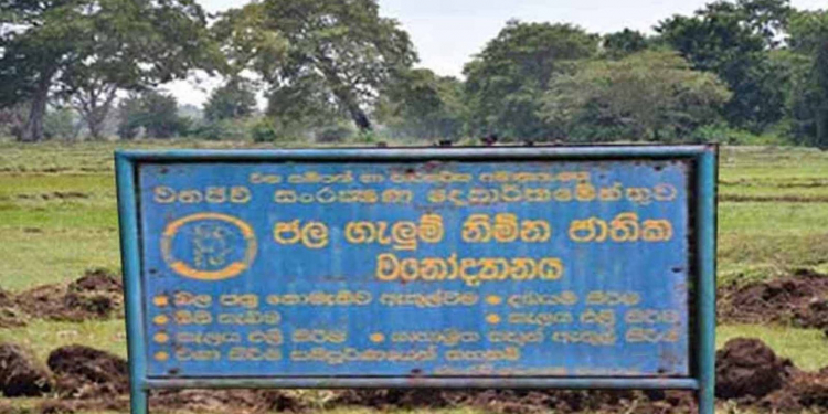 පොලොන්නරුවේ භයානක වසංගතයක් පැතිරෙයි: හරක් 25ක් හදිසියේම මරුට