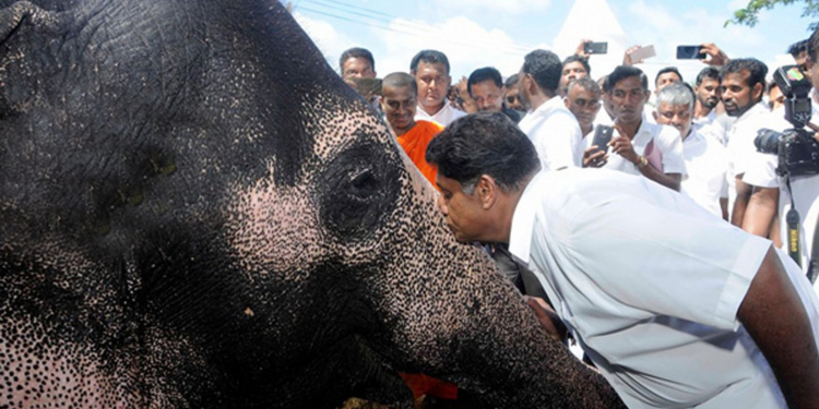 අලි මැරිල්ලේ ලංකා වාර්තාව ගැන සජිත් කම්පා වෙයි