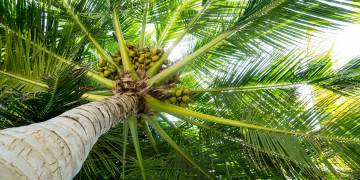මිනිසුන්ට එලොව පොල් පෙන්වන පොල්