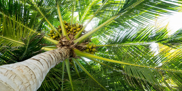 මිනිසුන්ට එලොව පොල් පෙන්වන පොල්