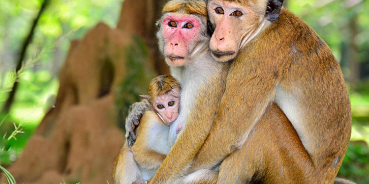 වැඳිරියන්ට වැඩක් දෙන්න වනජීවිය ලෑස්ති වෙයි