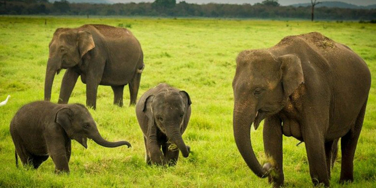 ගිය අවුරුදු 4ට අලි 31ක් හොරු අරන් ගිහින්