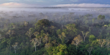 අමේසන් සරි සිංහරාජේ සිරි