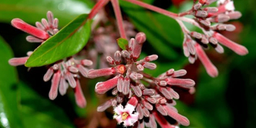 කෝපි වැටෙද්දි මතුවෙච්ච සිංකෝනා