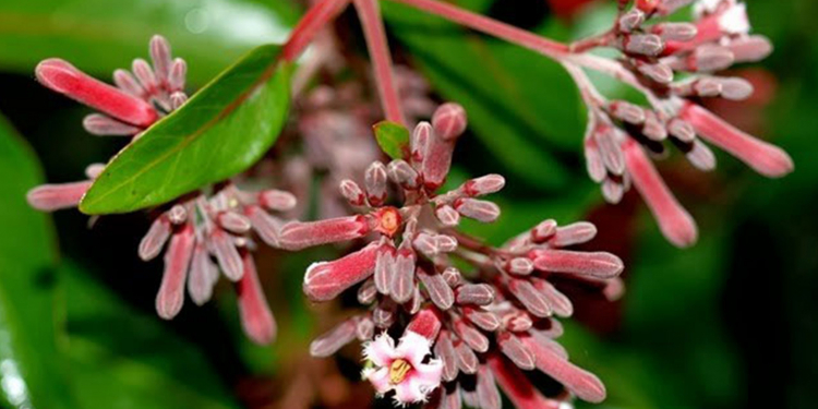 කෝපි වැටෙද්දි මතුවෙච්ච සිංකෝනා