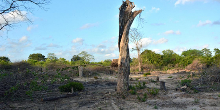 කැළෑ කපා වනසනවා මේ ගොයිය‌ෝ… බලාගන්න වනයට අධිපති දෙයියෝ…