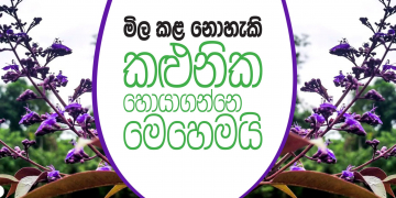මිල කළ නොහැකි කළුනික  හොයාගන්නෙ මෙහෙමයි