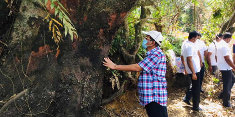 කපන්න යන පඬුකරද ගහ බලන්න මෛත්‍රී ගම්පහට යයි: ගහ ඒ විදිහටම තියන්නත් කියයි