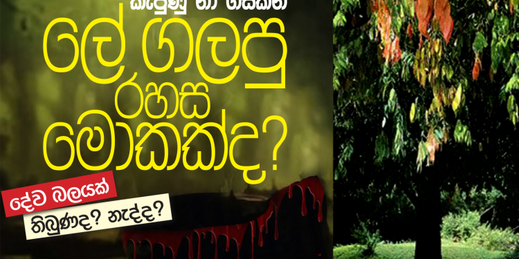 කැපුණු නා ගසකින් ලේ ගලපු රහස මොකක්ද?