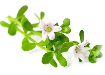 මහ බඹුගෙන් අපිට ලැබුණු විස්මිත ඔසුව