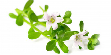 මහ බඹුගෙන් අපිට ලැබුණු විස්මිත ඔසුව