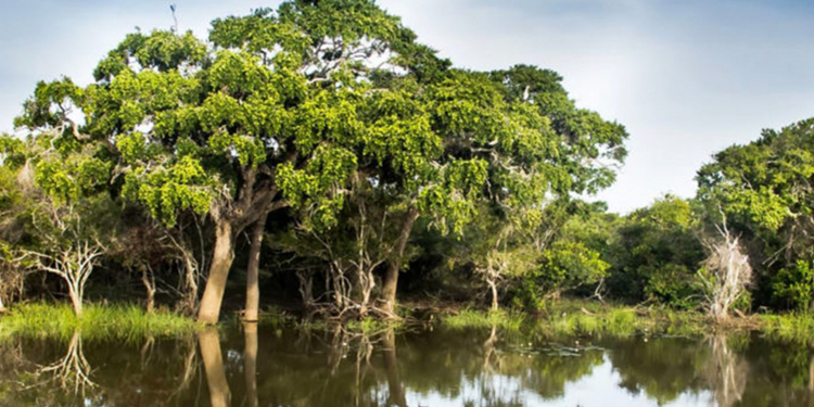 යාල කැලේ මැදින් මහා නගරයක් මතුවෙයි