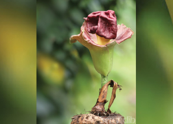 මලේ ගඳට අලේ අගෙත් අඩුවෙන කැලේ ගස