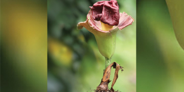 මලේ ගඳට අලේ අගෙත් අඩුවෙන කැලේ ගස