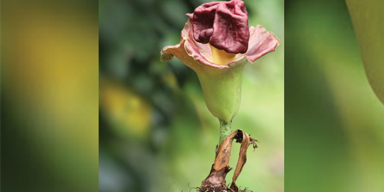 මලේ ගඳට අලේ අගෙත් අඩුවෙන කැලේ ගස