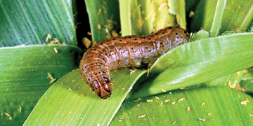 සේනා දළඹුවන්  මර්දනයට  පිළියම්