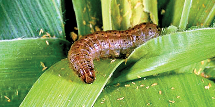 සේනා දළඹුවන්  මර්දනයට  පිළියම්