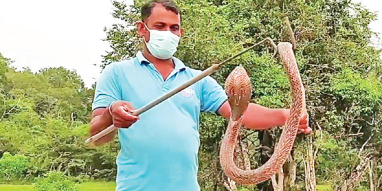 නාගයන් 3000ක් පිරිවරාගෙන නාගමාණික්යයේ අබිරහස හොයාගත් රජරට උපාධිධාරියා