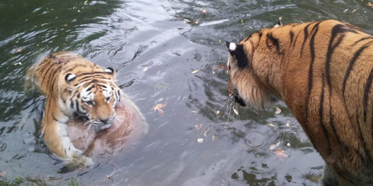 කොරෝනා හැදී කොටි දෙන්නක් මරුට