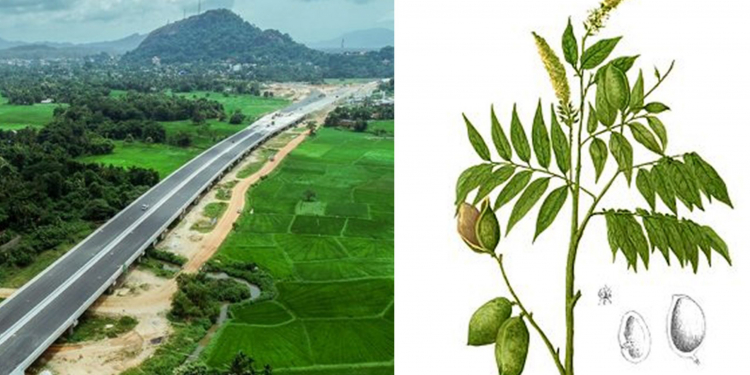 අධිවේගය වෙනස් කරන්න හදන මොකක්ද මේ ගම්පහ ගහ