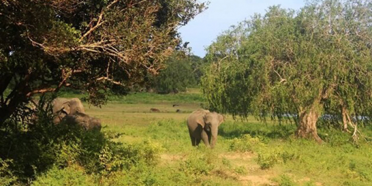 ලාහුගල කැලෙත් අක්කර 60ක් ඉවරයි