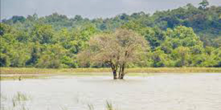 දඹුල්ලේ වනජීවී ඉඩම් කොල්ලයක්: කට්ටි කර ක්රිකට් ක්රීඩකයන්ට-බිස්නස්කාරයන්ට විකුණලා
