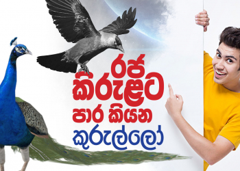රජ කිරුළට පාර කියන කුරුල්ලෝ