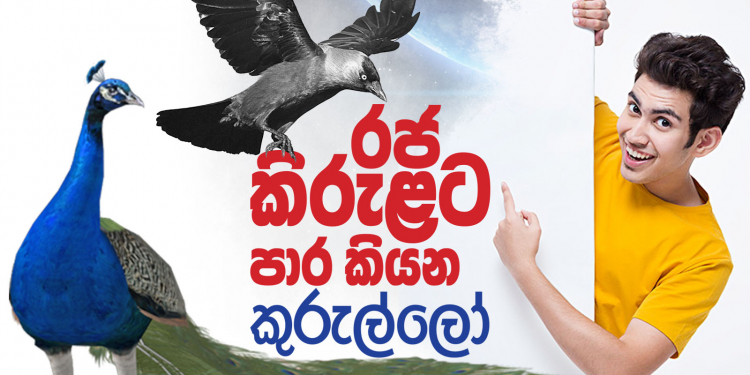 රජ කිරුළට පාර කියන කුරුල්ලෝ