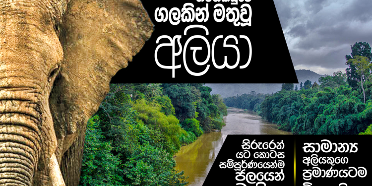 තමන්කඩුවේ ගලකින් මතුවූ අලියා