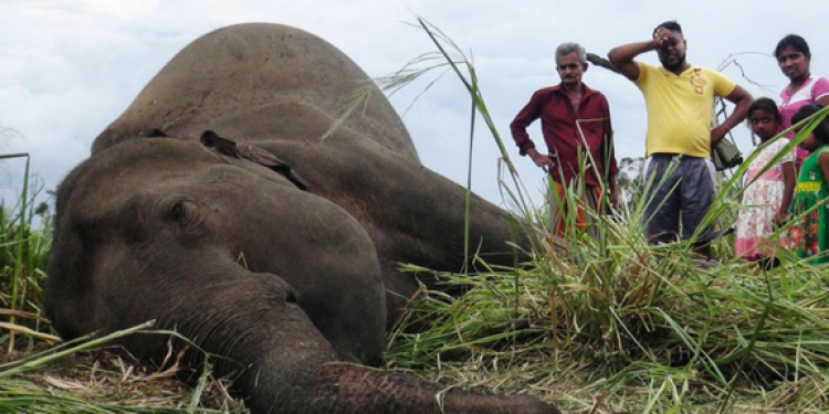 දවස් 90යි: අලි 85යි: අවුරුදු 10කින් ලංකාවේ අලි ඉවරෙටම ඉවරයි