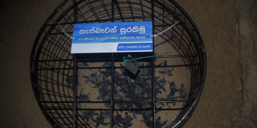 කොමර්ෂල් කැස්බෑ සංරක්ෂණයෙන්  කැස්බෑ පැටවුන් 8,000ක් මුදාහරී