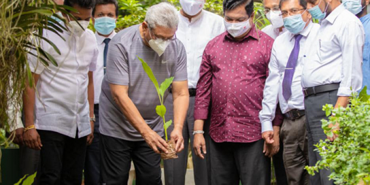 හැම ගෙදරකටම කහ පැළ 5ක්: ජනපතිත් එකක් හිටුවයි