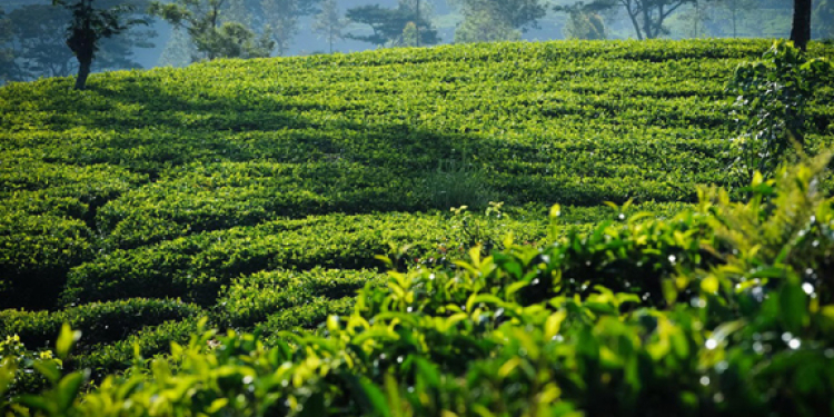 ‘පොහොර තහනම’ ආණ්ඩුව අඩියක් පසුපසට ගන්න සූදානම්?