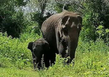 අනේ… පුලුවන්නම් ඒ අම්මාව ජීවත් කරන්න උදව් වෙන්න…