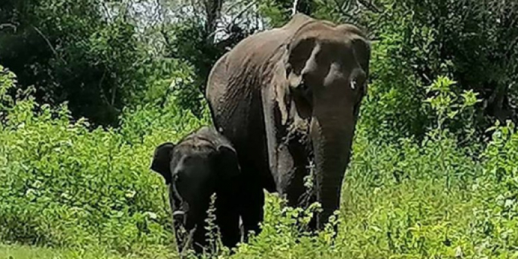 අනේ… පුලුවන්නම් ඒ අම්මාව ජීවත් කරන්න උදව් වෙන්න…