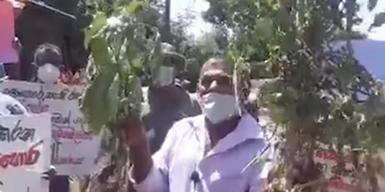 බලාපල්ලා වගාවට වෙලා තියෙන දේ! අපිට අපේ පොහොර දීපල්ලා….! (VIDEO)