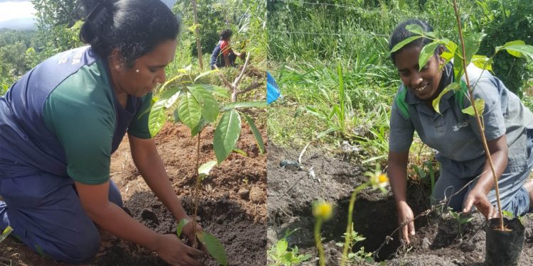 තිරසාර ව්‍යාපාරයක් වෙනුවෙන් ක්‍රිස්බ්‍රෝ වෙතින් හරිත තීරයක්
