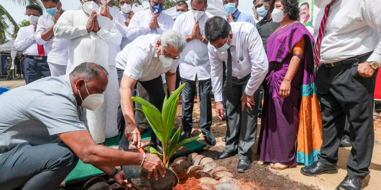 ලක්ෂ 40ක පොල් පැළ සිටුවීම ජනපති අරඹයි…