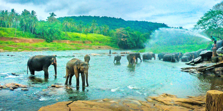 අලිත් බලලා බලිත් බලන එක දවසට කදිම ගමන