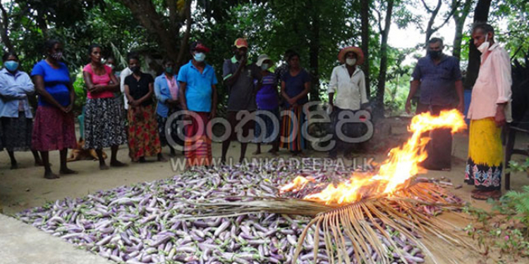 දඹුල්ලේ ගොවියෙක් කෘමිනාශක නැතිව පණුවො ගහපු වම්බටු කිලෝ 12,000ක් ගිනි තියයි