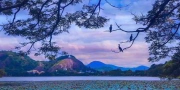 නිකරුණේ මරණයට පත්කළ ගැබ්බර රත්නවල්ලී ඇතුගල්පුර වැවෙන් මතුවෙයි…