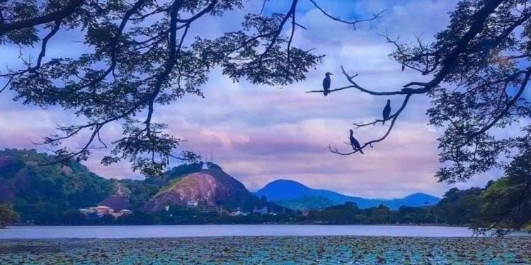 නිකරුණේ මරණයට පත්කළ ගැබ්බර රත්නවල්ලී ඇතුගල්පුර වැවෙන් මතුවෙයි…